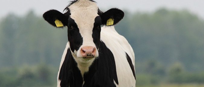 Video: Update on the project for genomic selection for feed efficiency in dairy cows