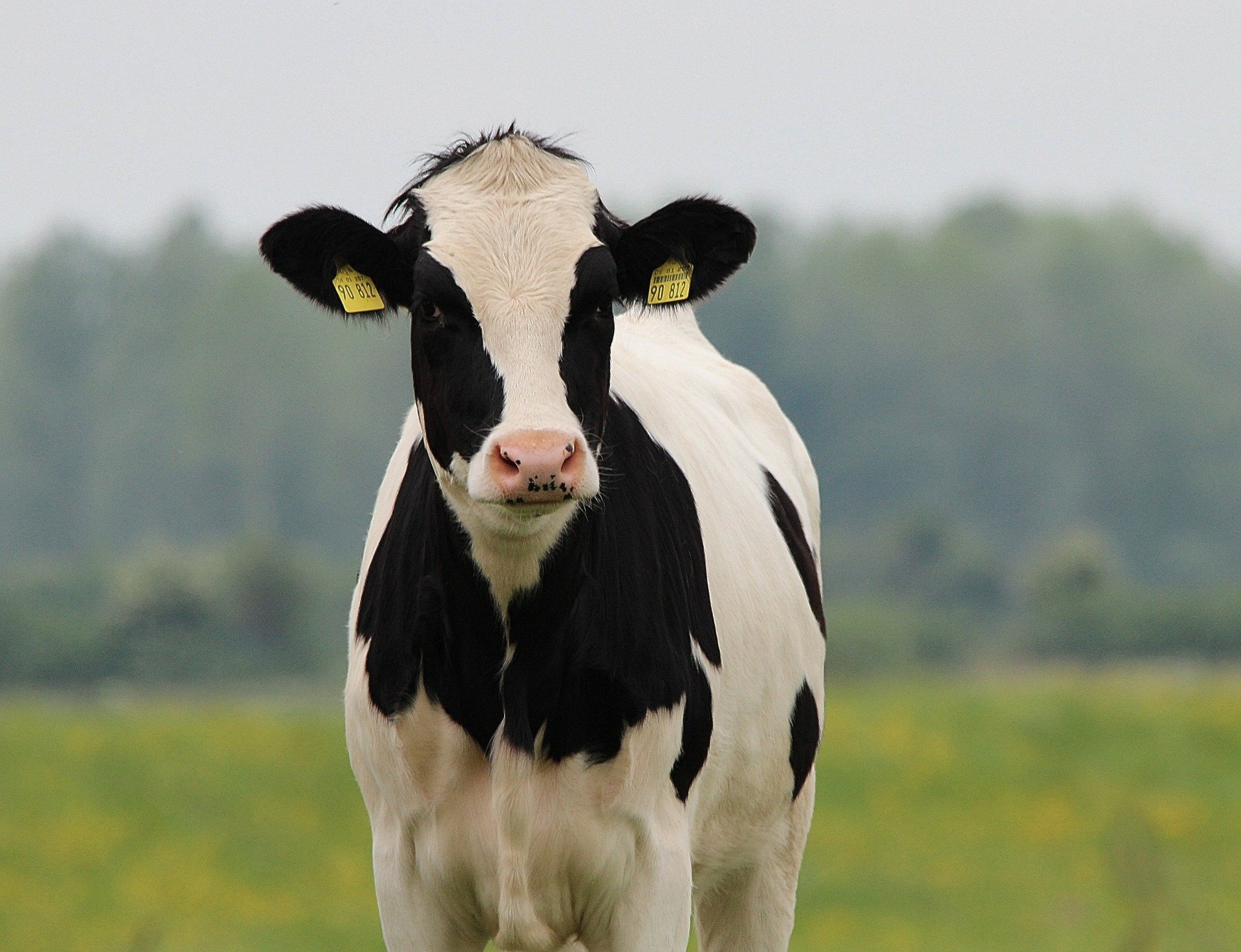 Dry Cow Heat Stress Management [Video] ️ – Dairy