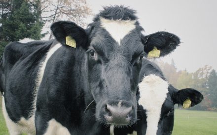 dairy cows in a field