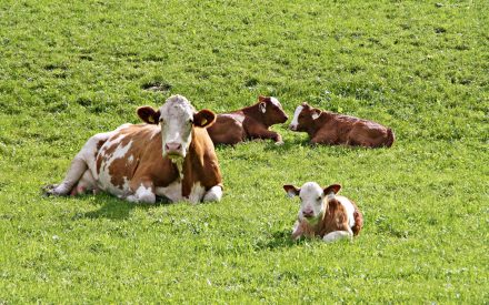 mother cow and calves in a field