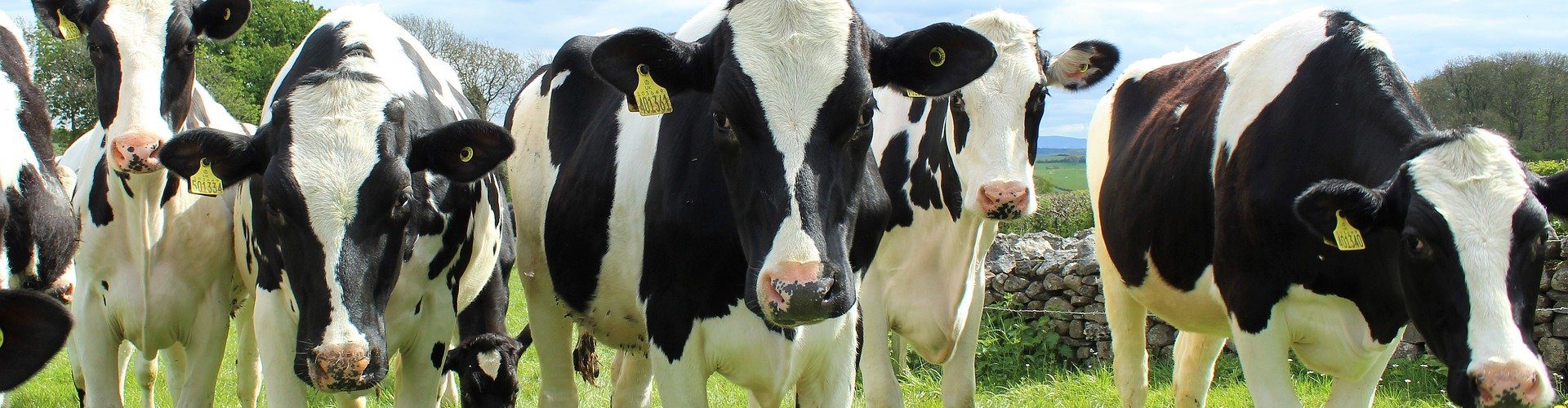 herd of Holstein cows in a field