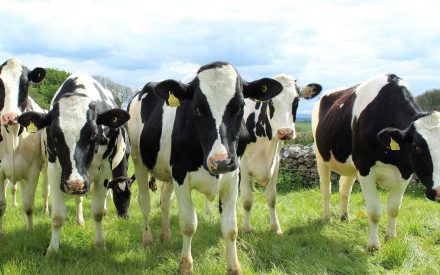 herd of Holstein cows in a field
