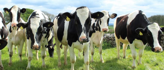 Effects of Heat Stress on Dairy Reproduction – Video