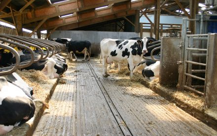 Inside a freestall dairy barn. Cows in the stalls on the left are laying down with a cow facing the camera on the right side of the walkway.