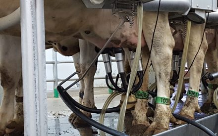 Photo of a close up of a cow udder in the process of being milked with a milking machine. Photo by Lyssa Seefeldt