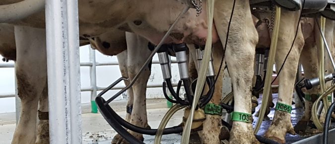 Impact of Heat Stress in Mammary Gland Development and Health in Dairy Cows