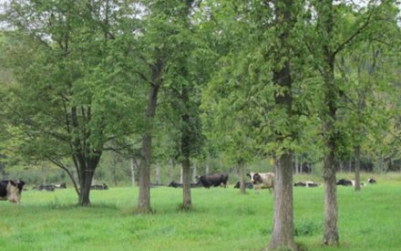 Holstein cattle grazing under trees