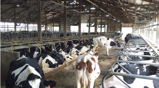Heat Stress Abatement in Dairy Facilities – Dairy