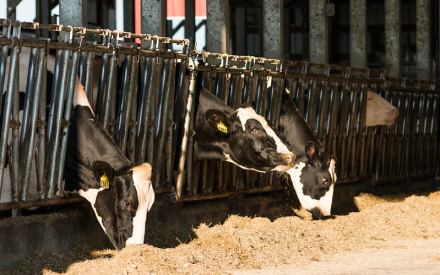 Badger Dairy Insight webinar focuses on silage quality – from pricing to feed behavior