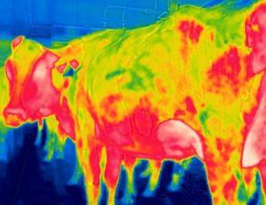 Infrared photograph of a dairy cow following low-pressure soaking from an overhead shower. The cooler colors indicate areas with lower temperatures.