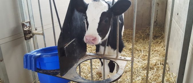 Managing the Heat in Pre-Weaned Calves – Video