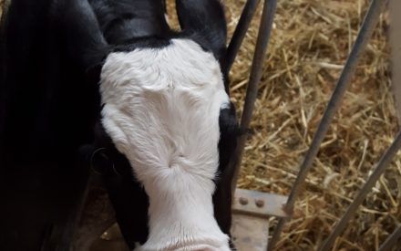 Holstein calf drinking a bottle of milk