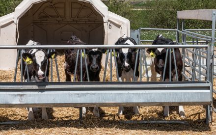 Four Holstein calves in group housing. Calves are standing in front of a straw bedded group hutch and behind a feeding bunk with head dividers.