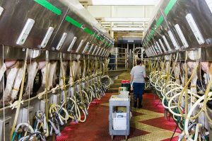 Dairy milking parlor showing Holstein cattle being milked. View is taken in the "pit" of the parlor, with cows on both sides.