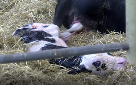 Freshly born Holstein calf, still covered in amniotic fluid on a straw bedding pack.