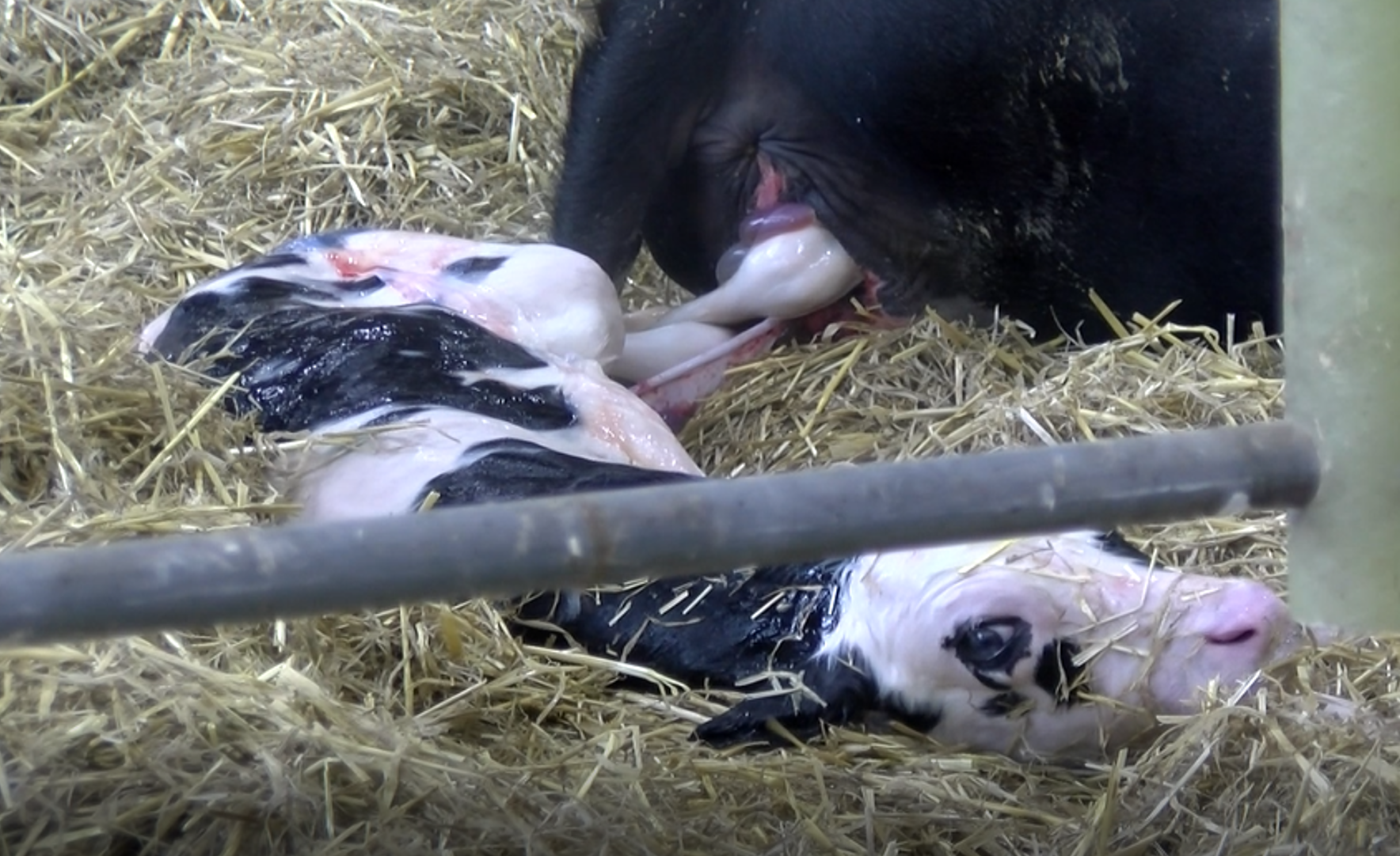 Freshly born Holstein calf, still covered in amniotic fluid on a straw bedding pack.