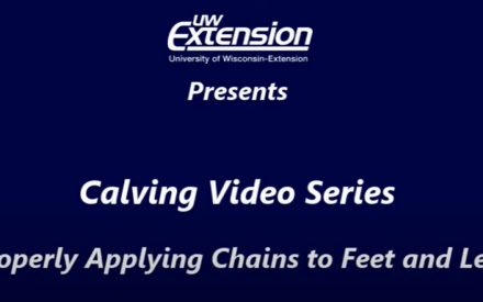 Youtube screen card on a calving video series: "properly applying chains to feet and legs"
