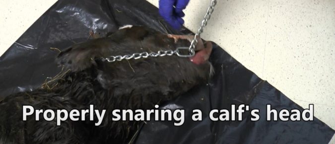 Properly Snaring a Calf’s Head