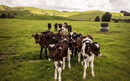 Cocktail forage mixes, managing heifer maturity and the randomness of repro will be highlight in Extension’s Badger Dairy Insight webinars