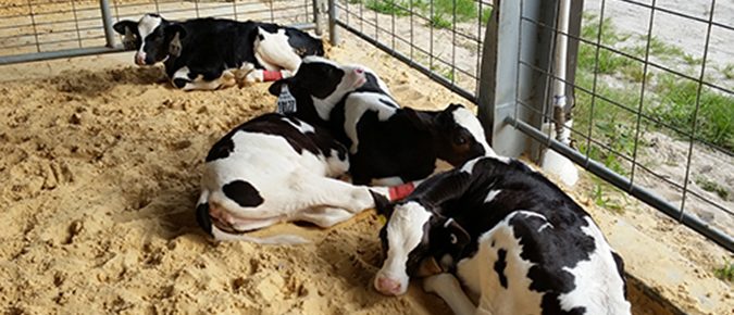 Target age and weight when breeding dairy heifers