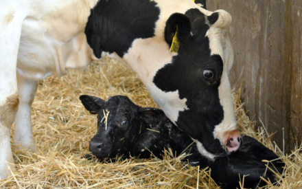 Dairy cow and new calf