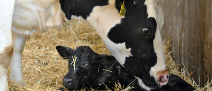 Feeding the newborn calf