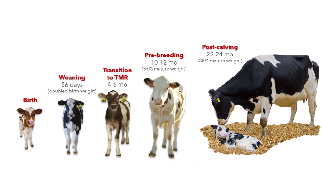 Managing Early Weaned Beef Calves