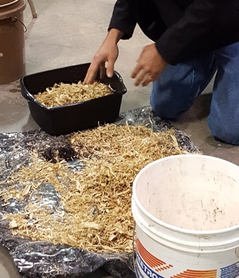 adding harvested forage material to the dishpan to start the kernel separation process