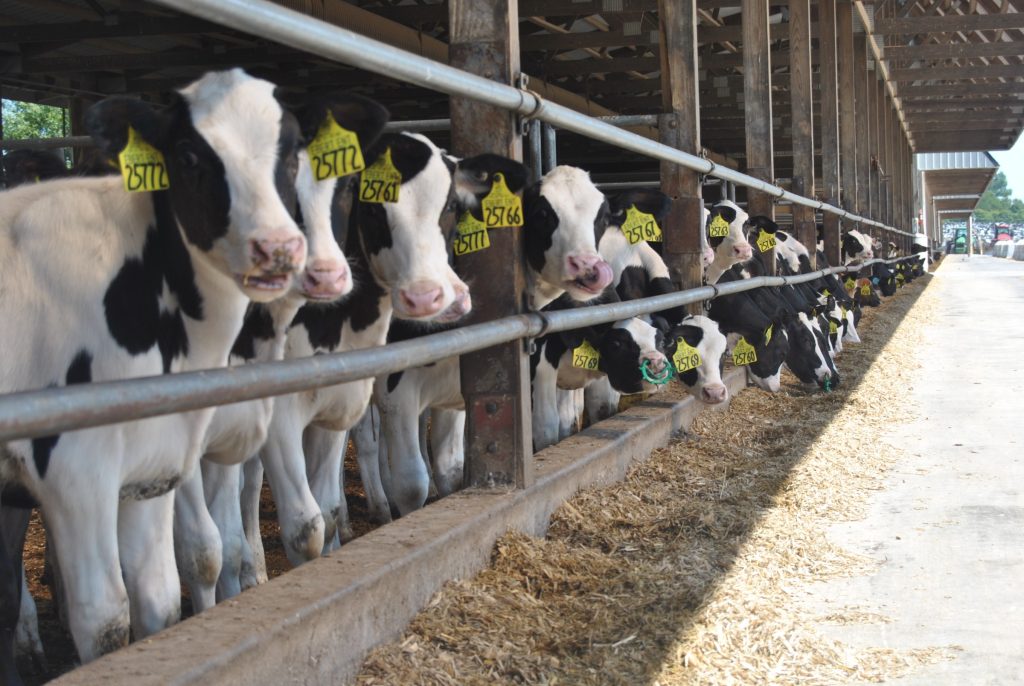 Heifer maturity matters – Dairy