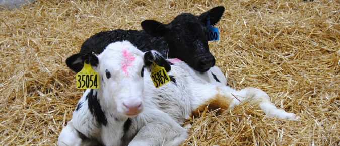 Animal care starts with calf care