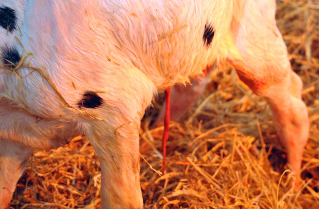 Detection of umbilical infections key to calf health success – Dairy