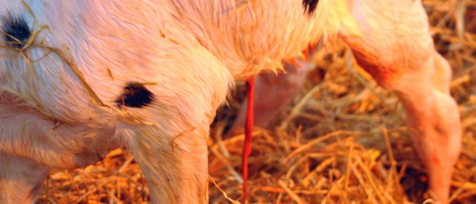 Detection of umbilical infections key to calf health success