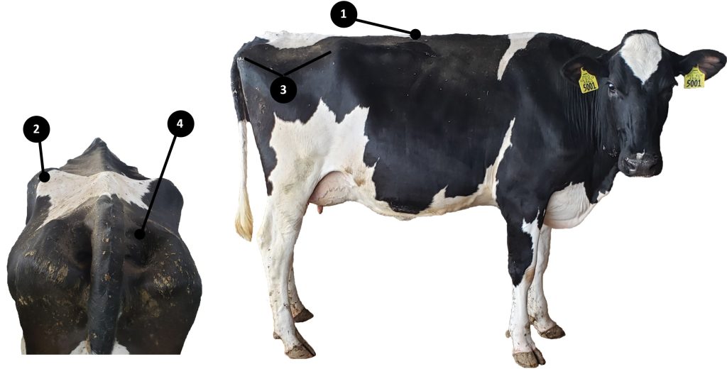 Rear view of the hips and side profile of a Holstein cow with key places numbered.  Key places to evaluate for fat cover include the following areas: topline (1), rear view of the hooks (2), side view of the area between the hooks and pins (3), and the cavity around the tailhead. Cattle photos courtesy of Matt Lippert and graphic layout by Lyssa Seefeldt.