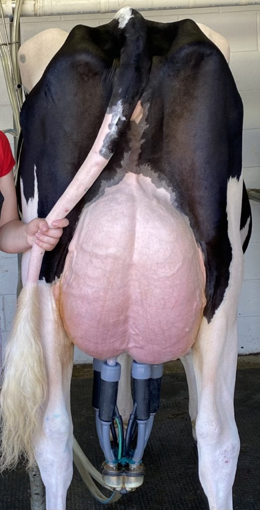 dairy cow udder