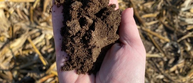 Struvite recovery from manure