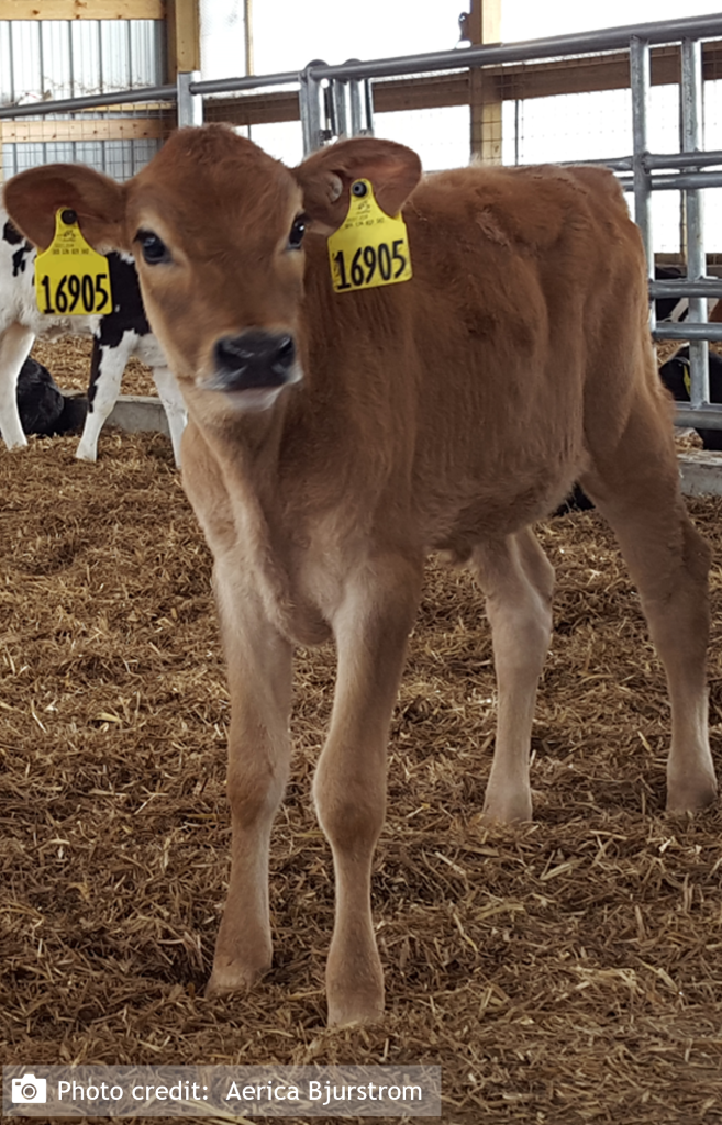 Jersey Calf