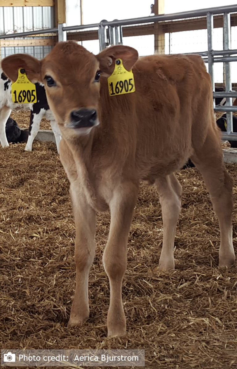 Cold weather calf care Dairy
