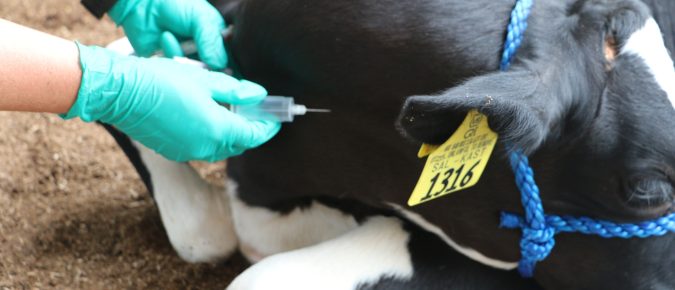 Heifer Blueprint: Best practices for calf blood collection
