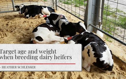 The image shows a group of dairy heifer calves resting in a pen with straw bedding. The calves have distinct black and white markings. Article title 'Target age and weight when breeding dairy heifers' and the author's name Heather Schlesser is shown.