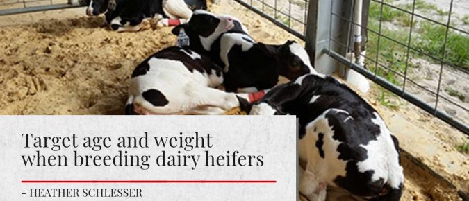 Target age and weight when breeding dairy heifers