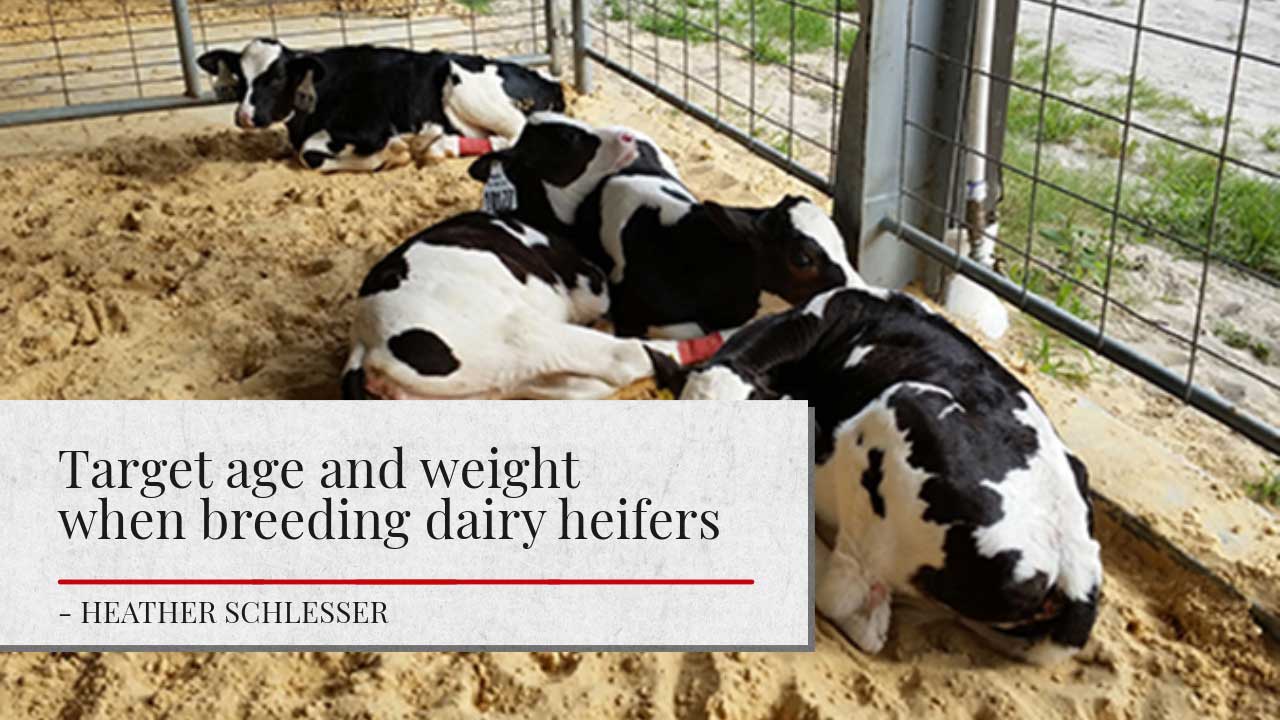 The image shows a group of dairy heifer calves resting in a pen with straw bedding. The calves have distinct black and white markings. Article title 'Target age and weight when breeding dairy heifers' and the author's name Heather Schlesser is shown.