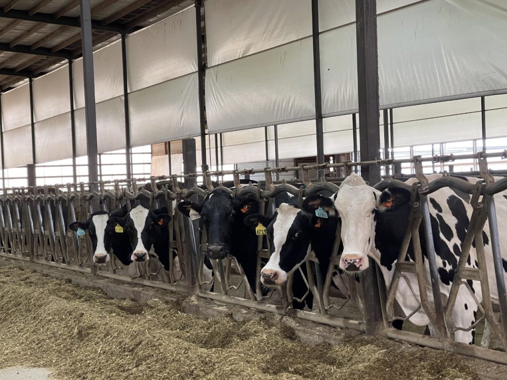 dairy cows eating at a feed bunk