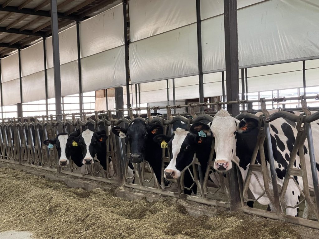 Ventilation in Dairy Buildings - Dairy Producer