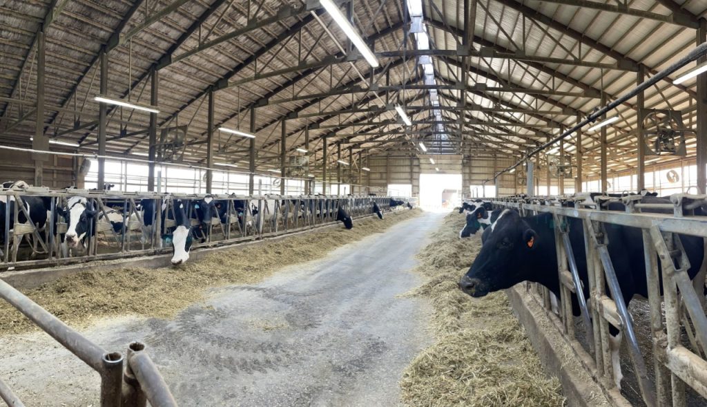 Calf sheds need good air flow