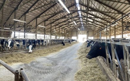 Freestall cow barn