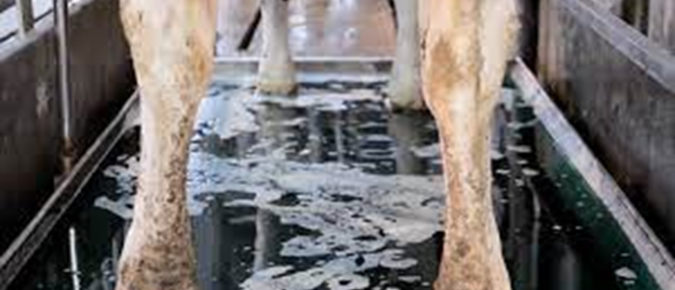 Use footbaths in an automated milking system to lower fetchings 