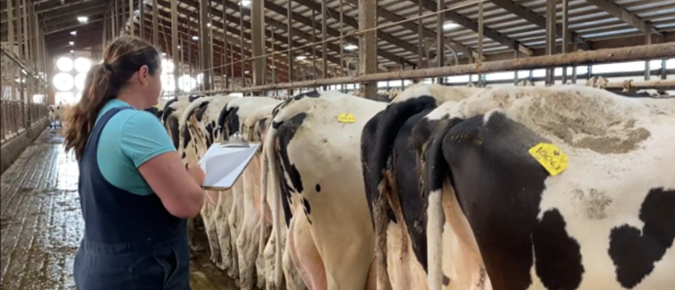 Fresh cows:  Finding the sick cow