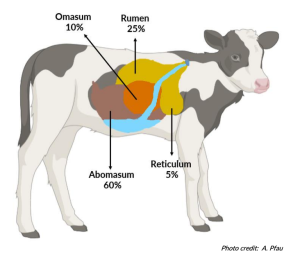 The overview of the digestive system of the calves – Dairy