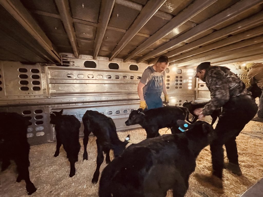 calves in transport