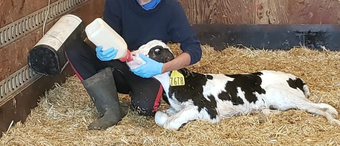 Colostrum is critical after calving